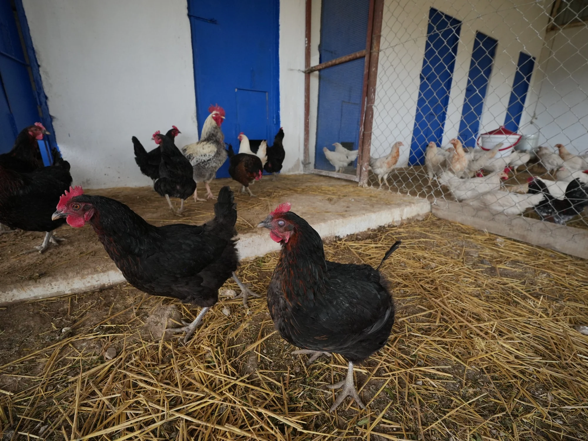 HASBESİ çiftliğinde tavuk ve horozlar